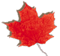 mapleleaf_real.gif