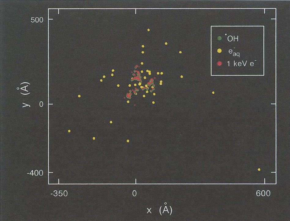 Fig. (2): Distance and Time distribution for initial interactions and chemical species produced by a 1 keV e1 at 10E-15 and 10E-12 respectively. 