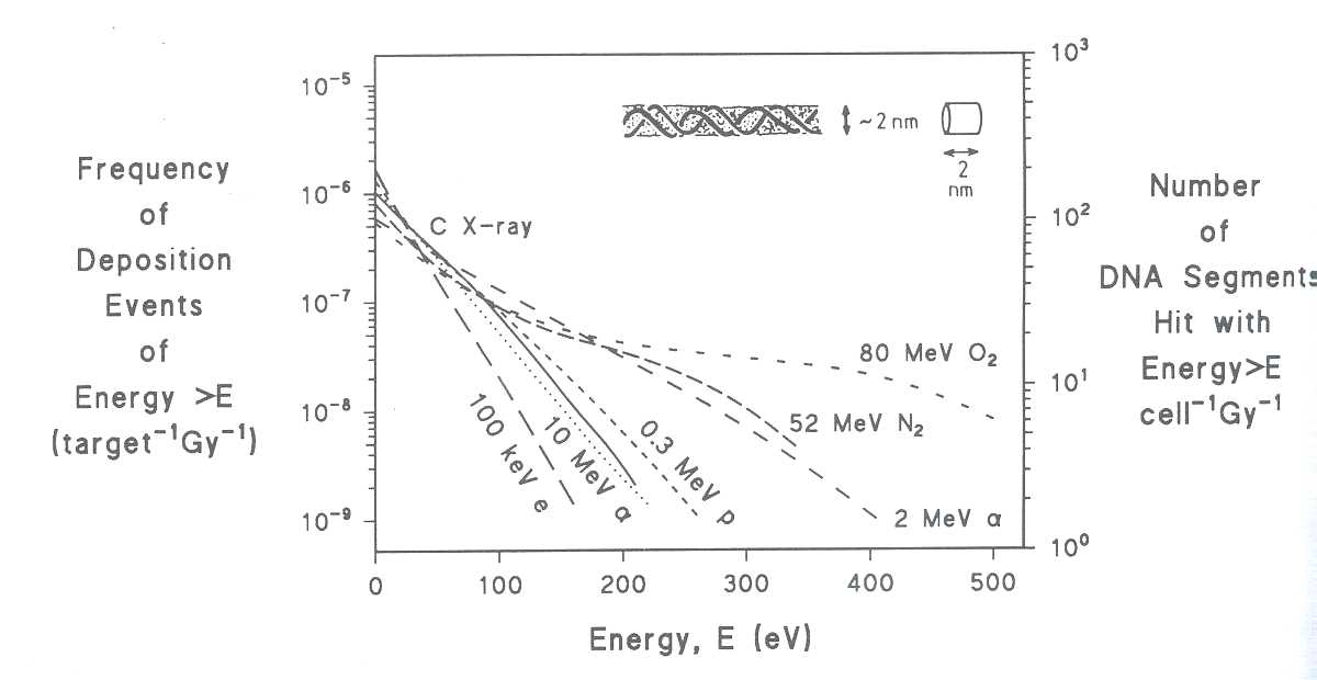 Fig. (5): Comparison of the distributions of absolute frequency of energy depositions in a cylindrical volume of dimensions 2 nm by 2 nm similar to a segment of DNA. The right axis assumes that a  mammalian cell contains 5.5 x 109 bp of DNA.