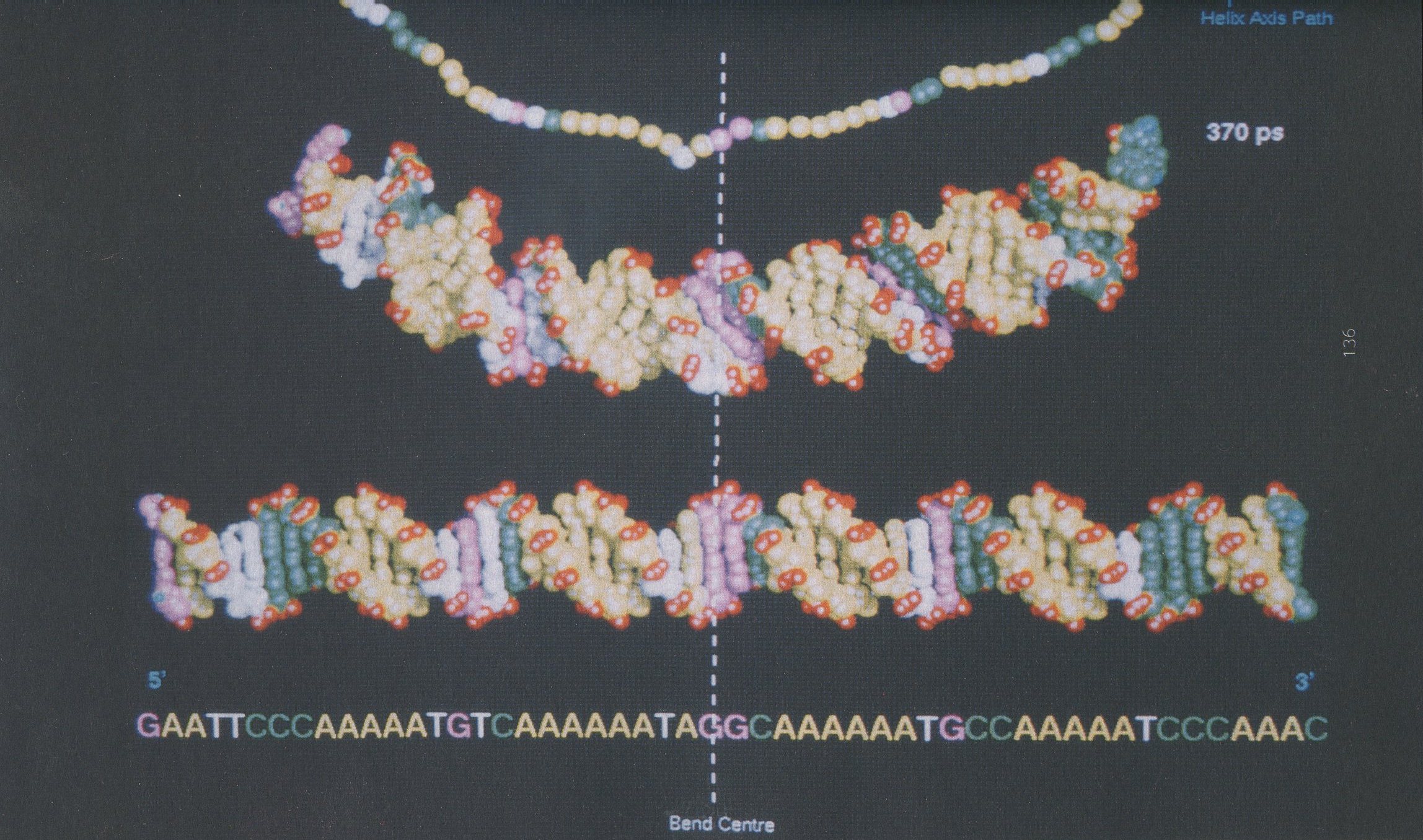 Figure 1. Initial straight conformation of 51 base pair oligonucleotide, curved conformation and the path of the helix axis at 370 ps 