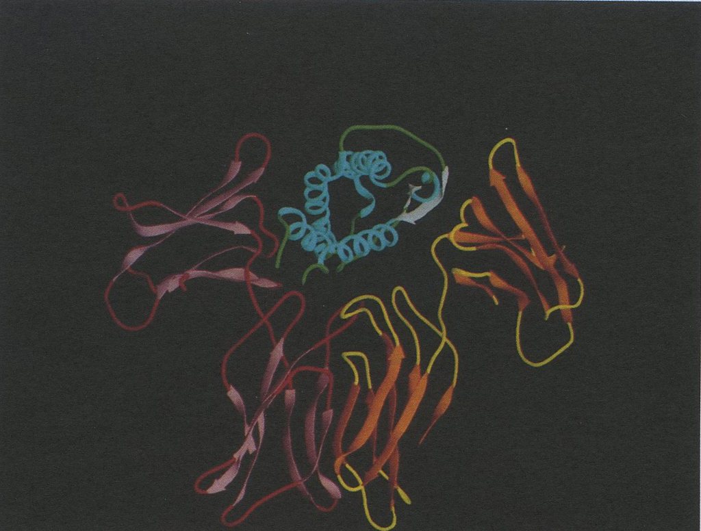 Ribbon diagram of interleukin 4 (blue) docked to two IL-4 receptors.