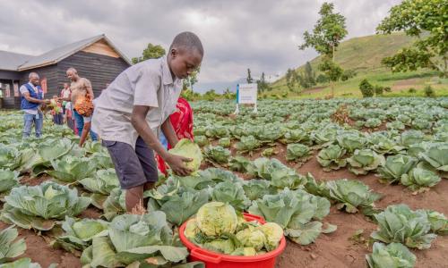 Students harvest cabbage in the restive North Kivu, DRC, where many WFP-supported school meal programs also encourage communities to grow vegetables to supplement their diets.