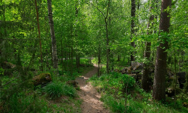 image shows a wooded area with trees and a path