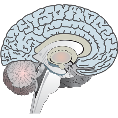 @Brain-WP