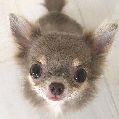 @puppyprogrammer