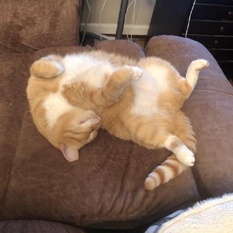 @softwarecatscom