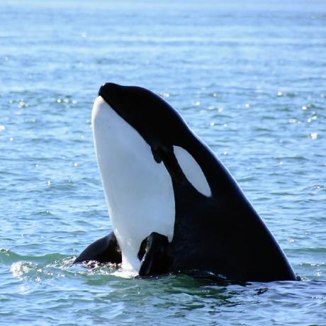 @neilthenarwhal