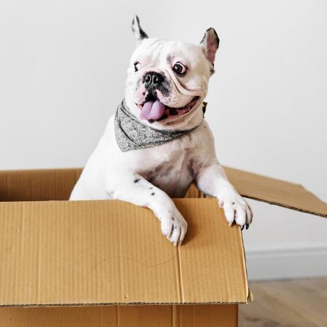 @dreamoutbox