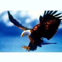 @phoenixqm