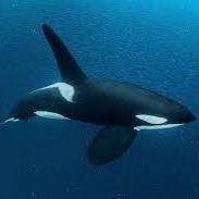@captainorca69