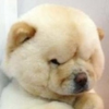 @wushenchao
