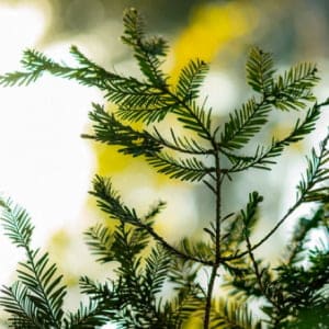 Origine naturale