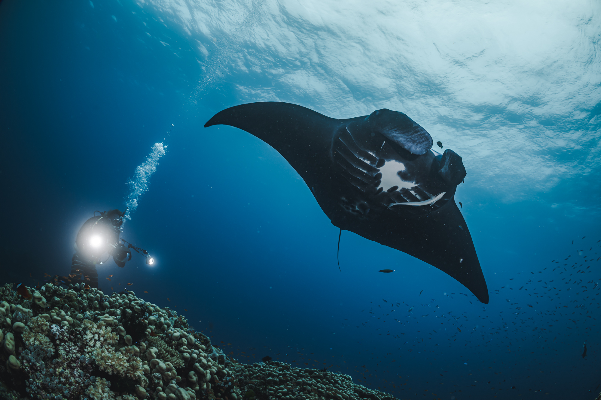 Manta ray swimming over a reef shot from below