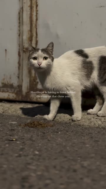 MeowChickenFish