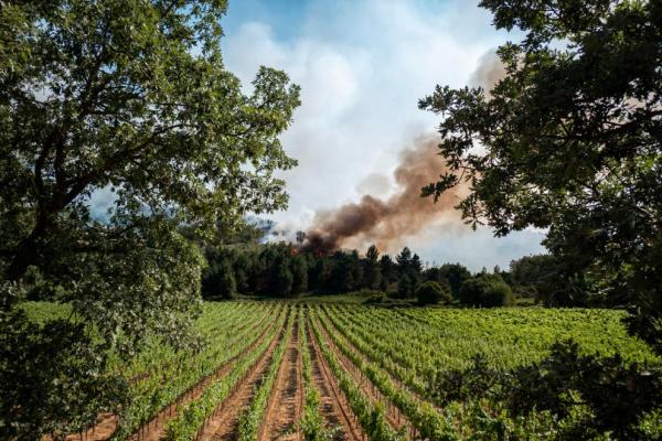 rows of vines in a field with a forested area in the distance where a fire burns