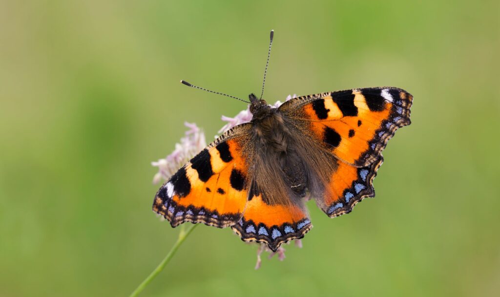 Drought puts Britain’s butterflies at risk next summer