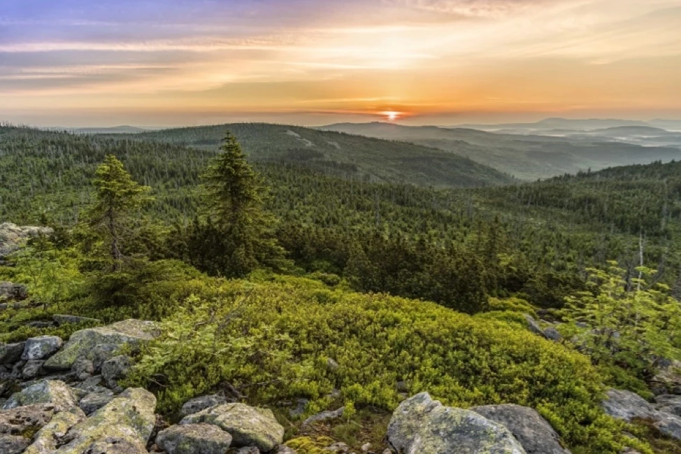 Forest landscape