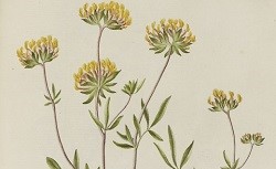 Un plant d'anthyllide vulnéraire en fleur est représenté entier, avec ses racines. En bas à gauche, les détails de la fleur; en bas à droite, ceux de la graine.
