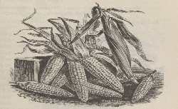 Gravure représentant neuf épis de maïs entassés. Celui le plus à droite est encore enveloppé de feuilles 