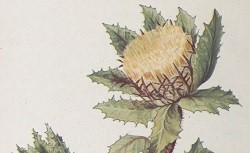 La partie supérieure d'un plant de chardon béni avec son capitule jaune.