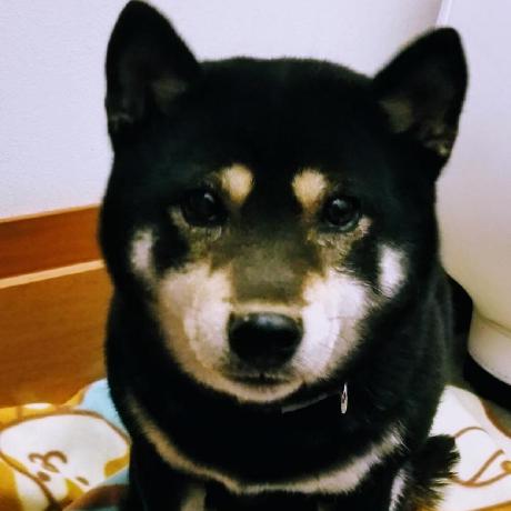 shibaaaのアイコン