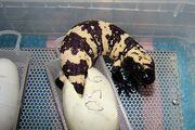Gila monster hatching