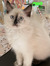 Mishy Moo