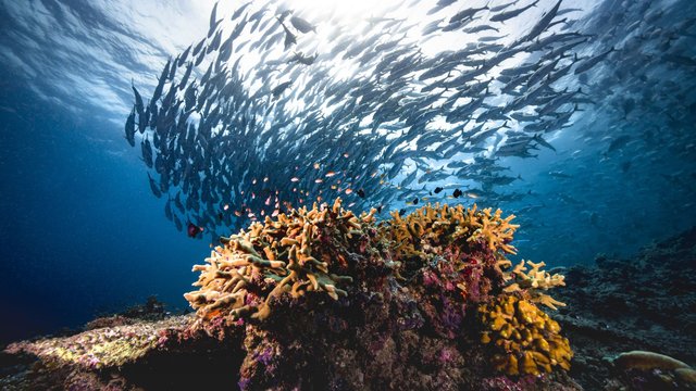 A vibrant school of fish swims gracefully above a colorful coral reef.