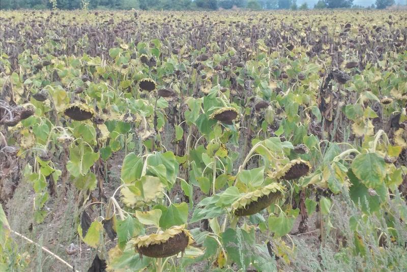 Hot and dry conditions in south-eastern Europe negatively affected the yield potential of rainfed summer crops