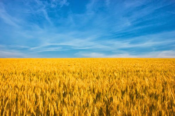 Ukrainian flag, wheat field against the blue sky