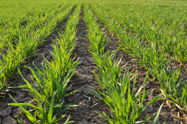 Winter crops in large parts of Europe have started regrowth in good condition