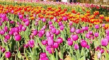 藏在郁金香里的春天