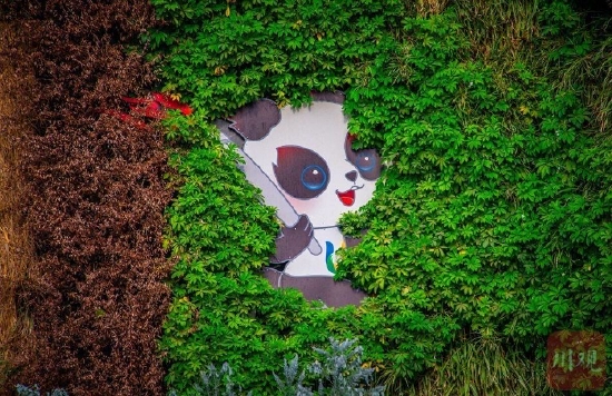 来成都街头与“大熊猫”偶遇