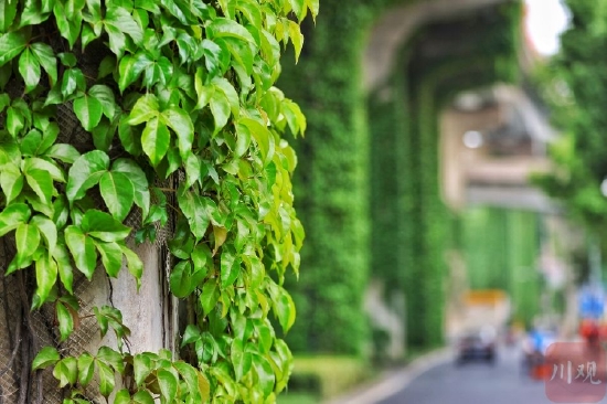 春日好颜色！成都二环高架桥下又现童话般绿色长廊