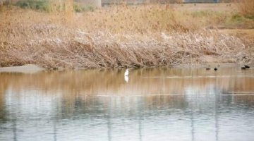 朱鹮再访西安浐灞国家湿地公园
