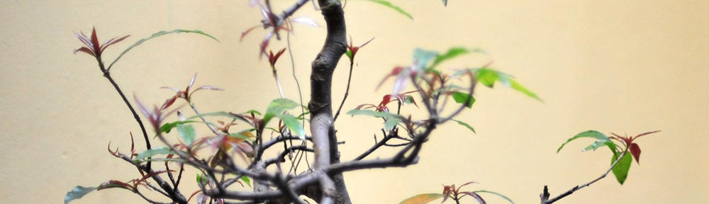 Thoughts From The Heart On The Left