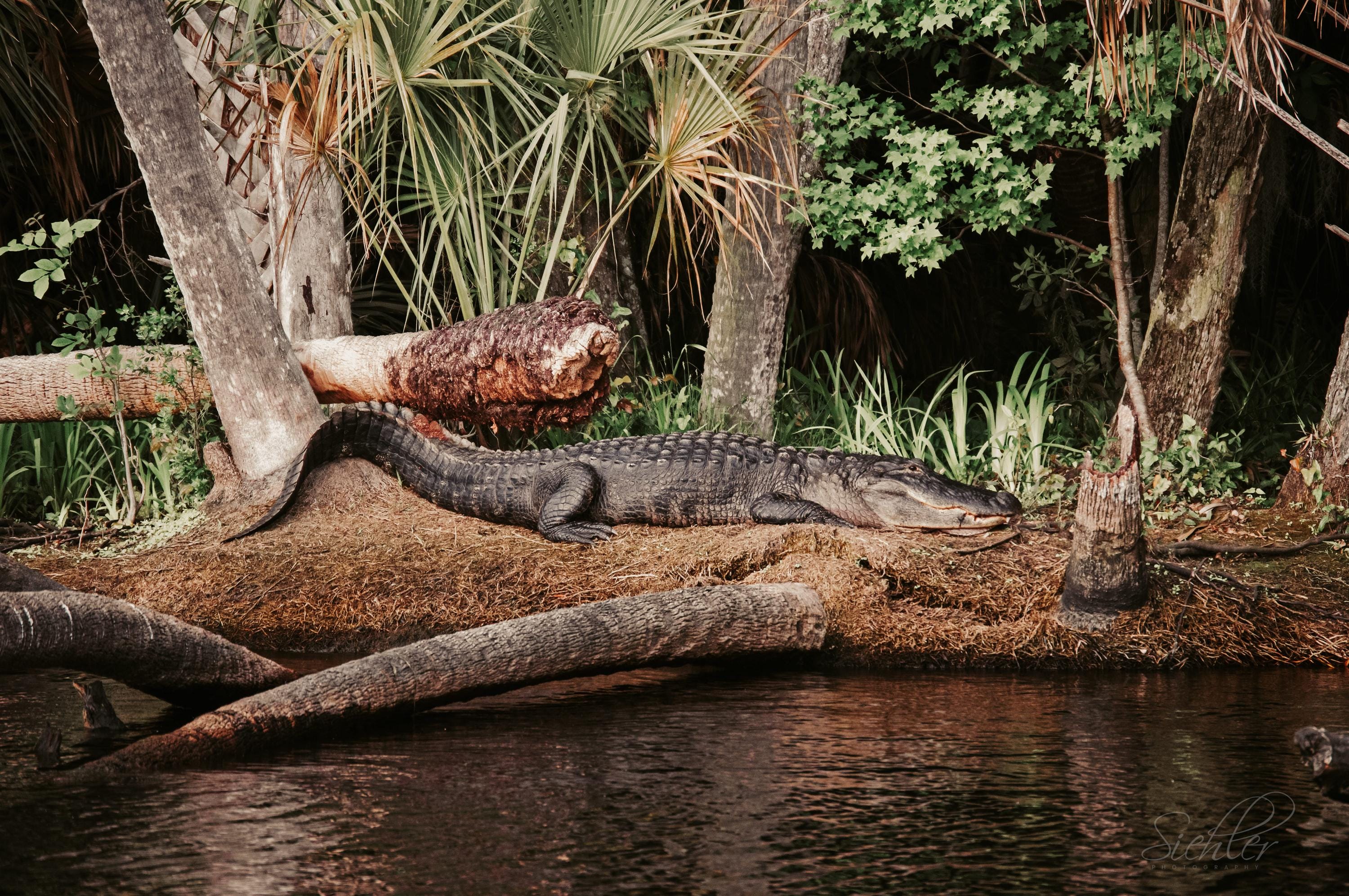Home decor wall hanging art - Gator