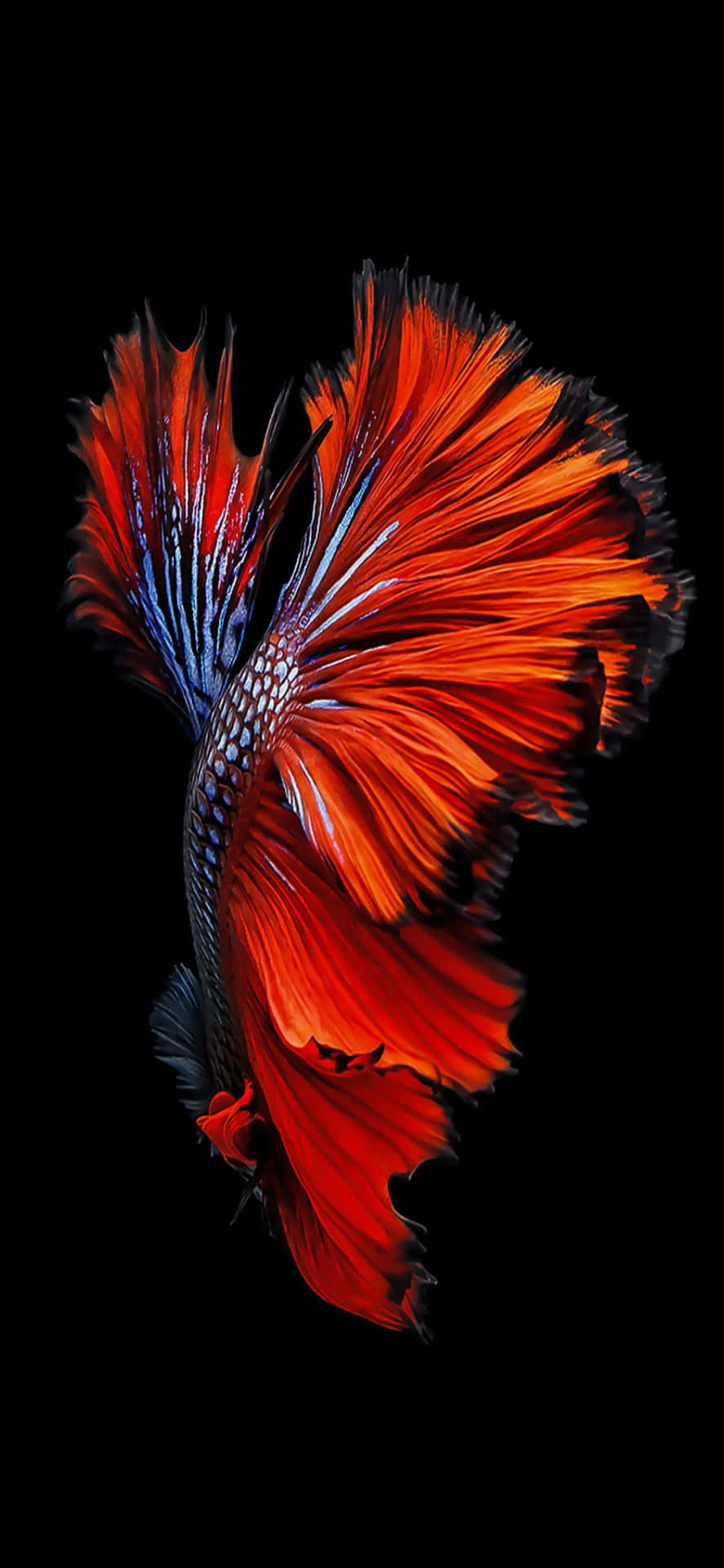 Wallpaper Ikan Siam Hd Wallpaper