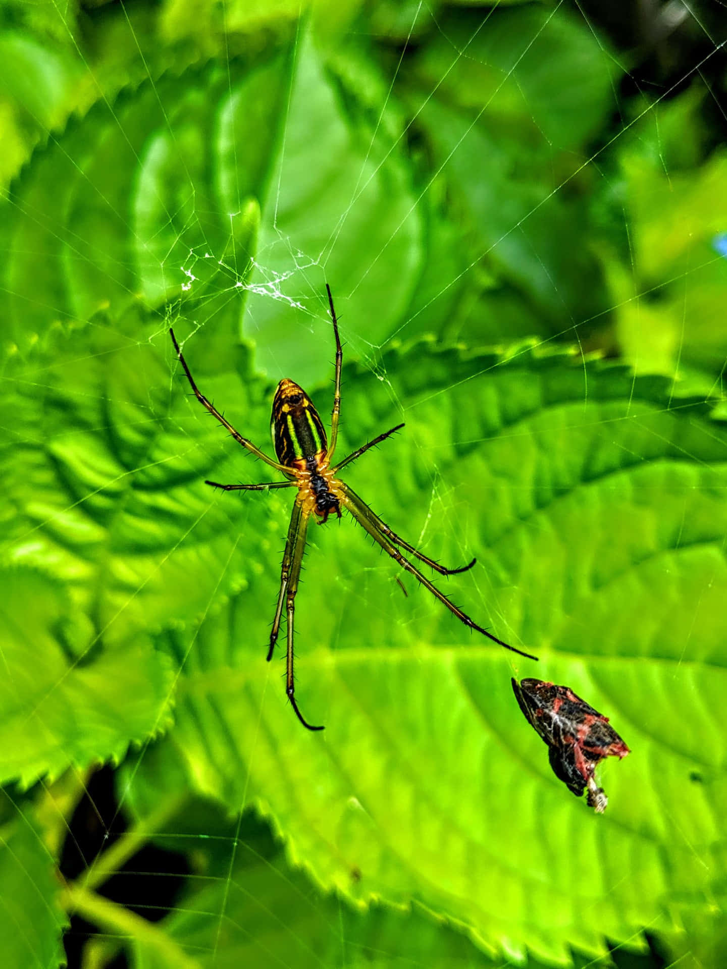 Matahari Terbit Di Gunung Wallpaper