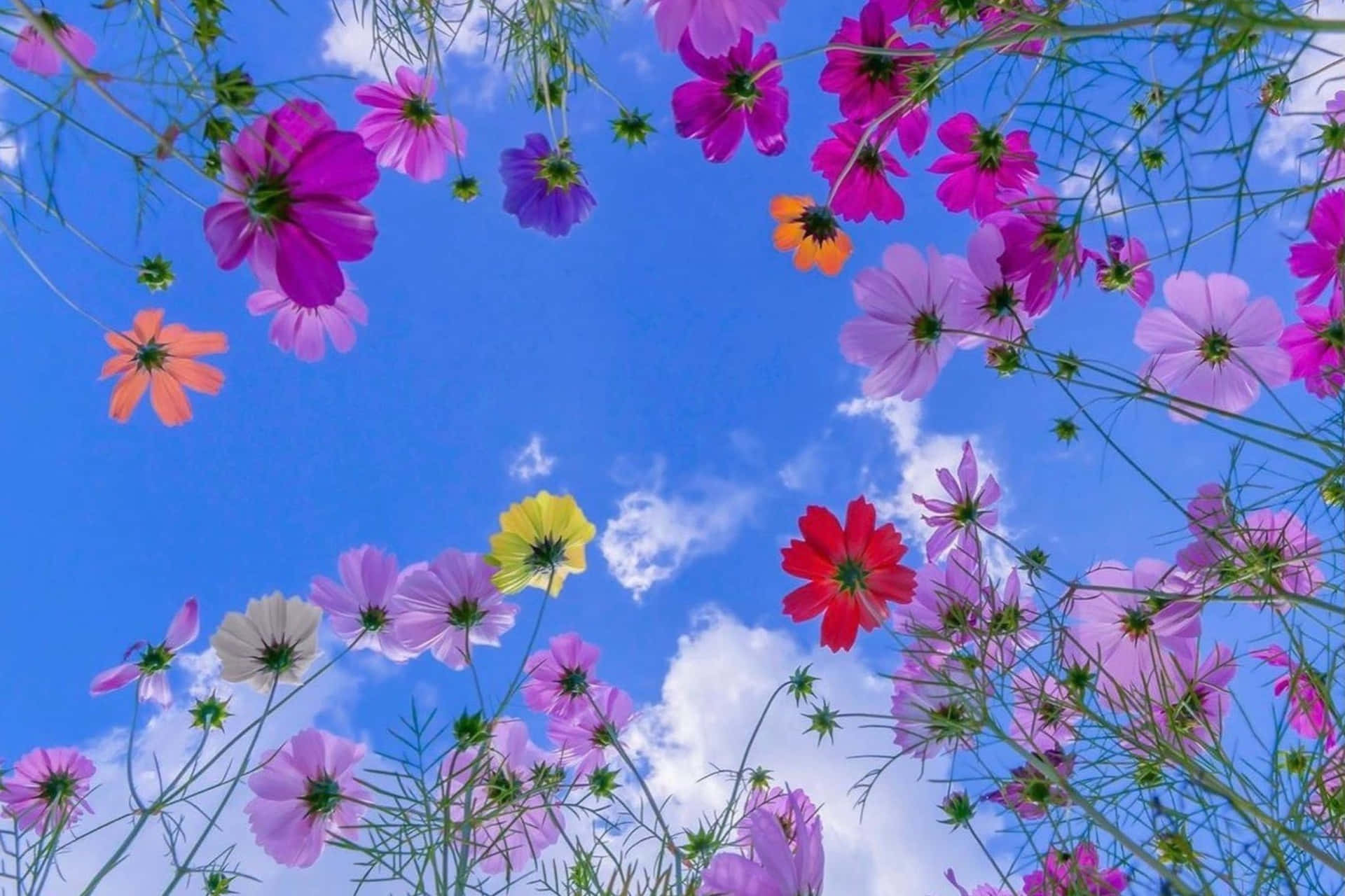 Nærbilde Av Et Grønt Palmeblad Bakgrunnsbildet