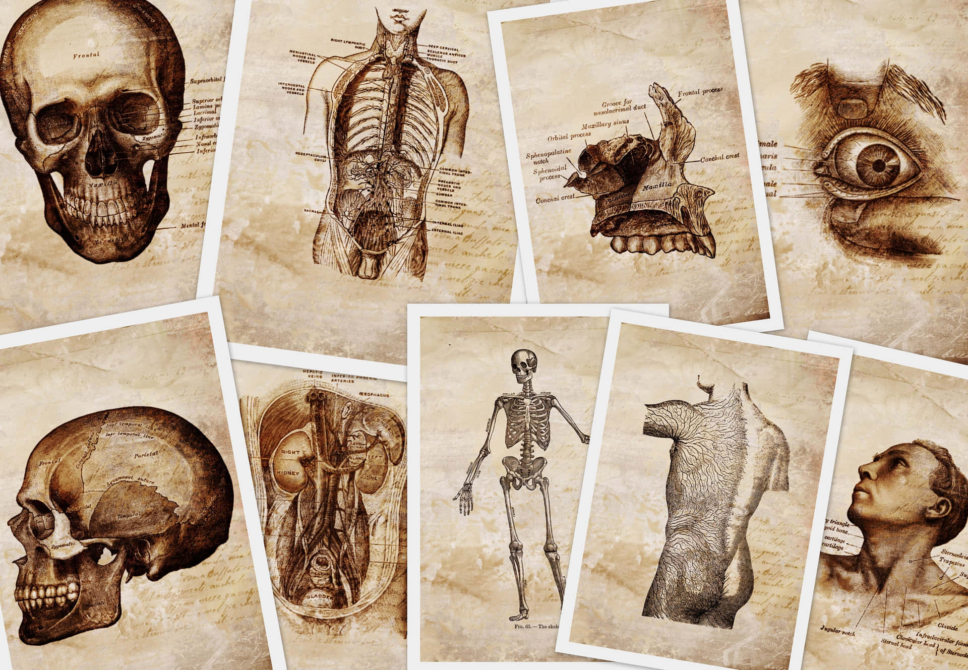 Imagemde Anatomia De 3000 X 2077 Pixels