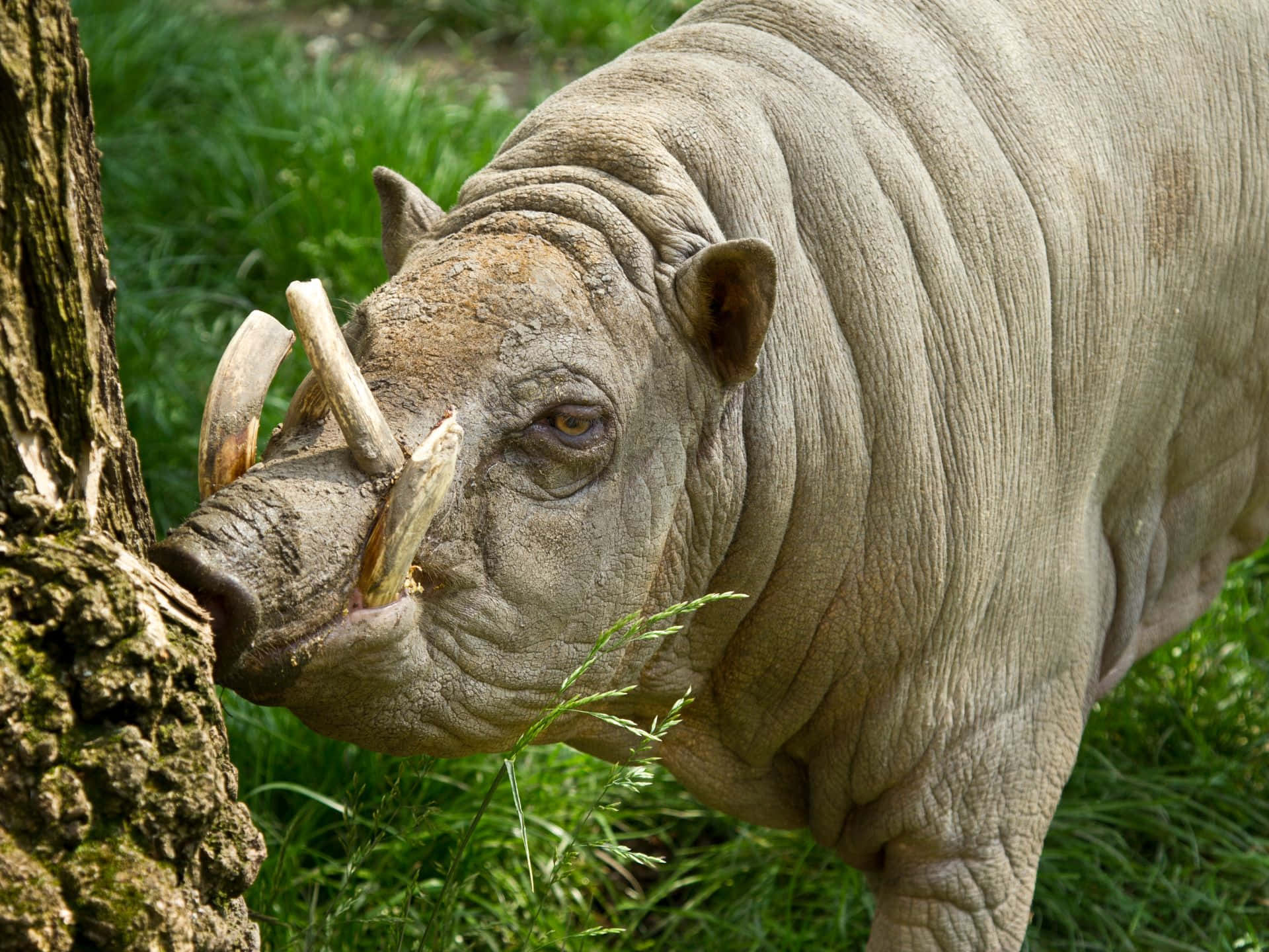 Babirusa De Cerca Fondo de pantalla