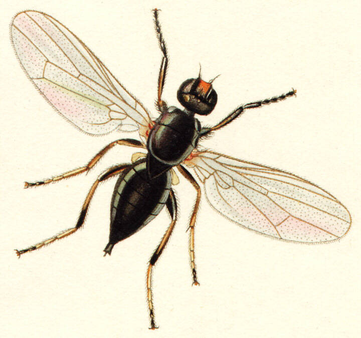 Mouche De Fromage Fond d'écran