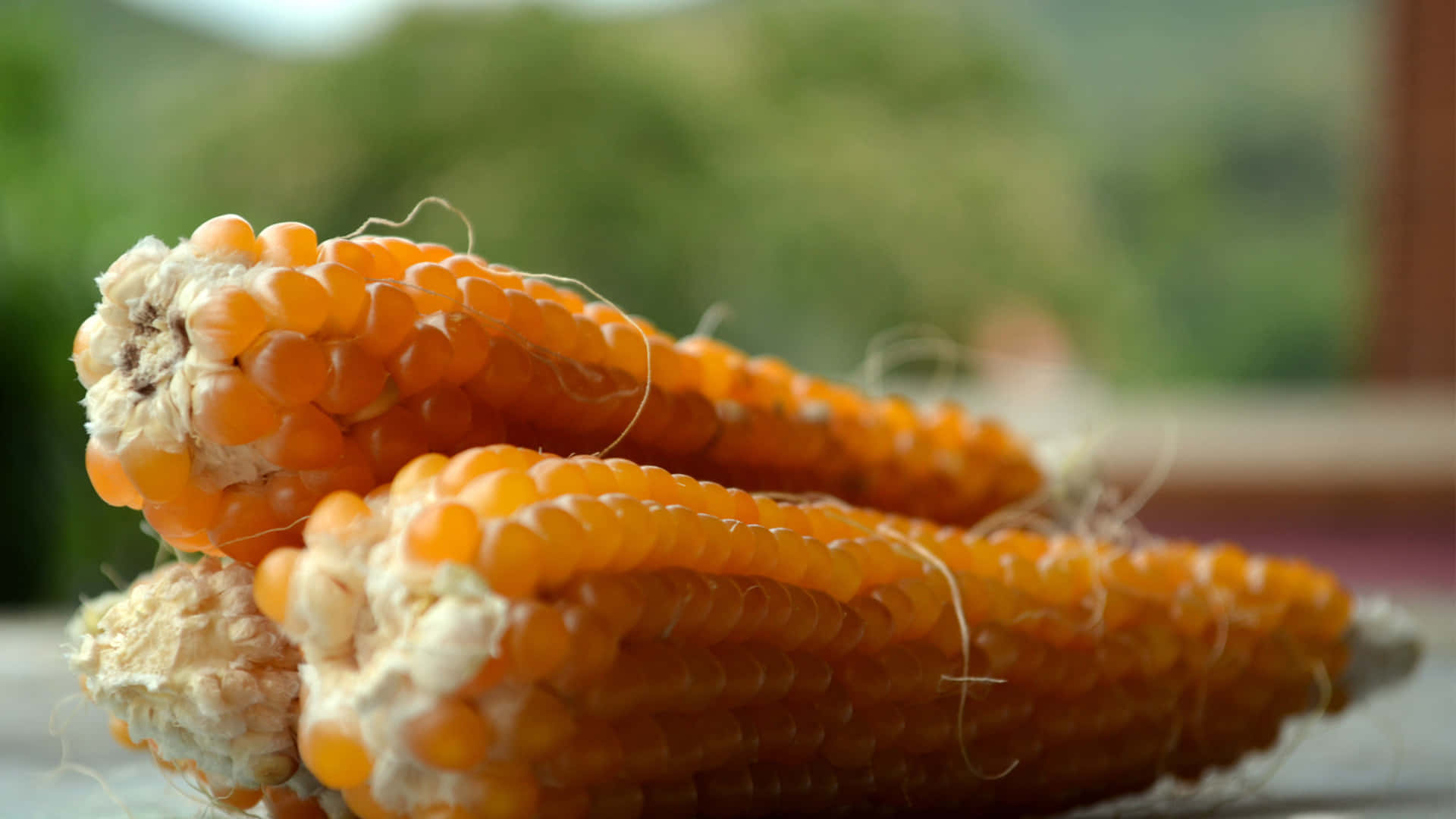 Campode Maíz Dorado Bajo Un Cielo Azul Brillante