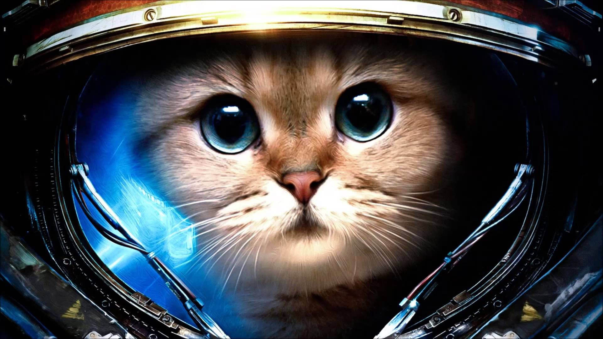 Wallpaperadorável Papel De Parede De Computador Com Um Gato Astronauta Papel de Parede
