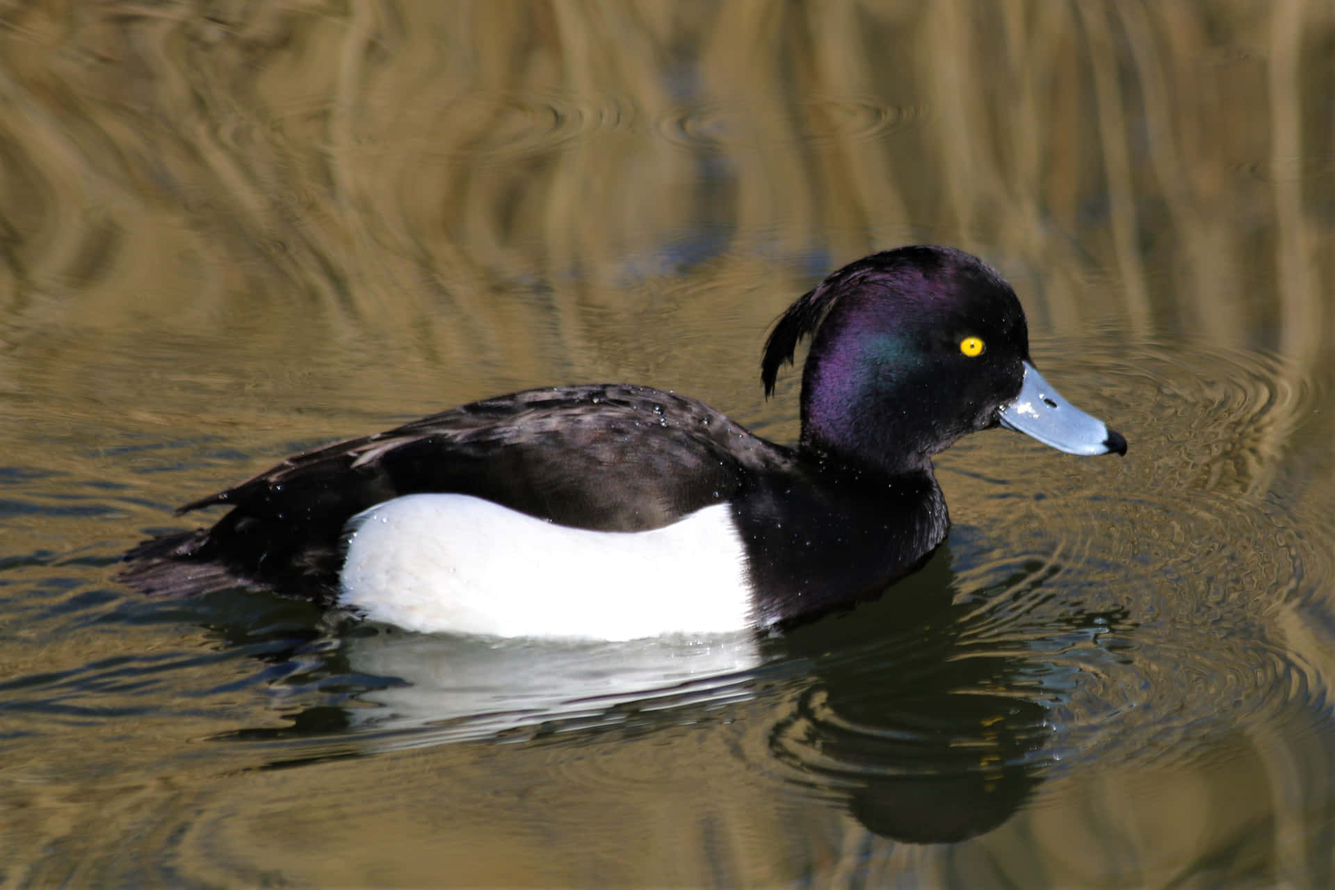 Unavista Rilassante Di Una Papera Che Nuota Nel Lago.