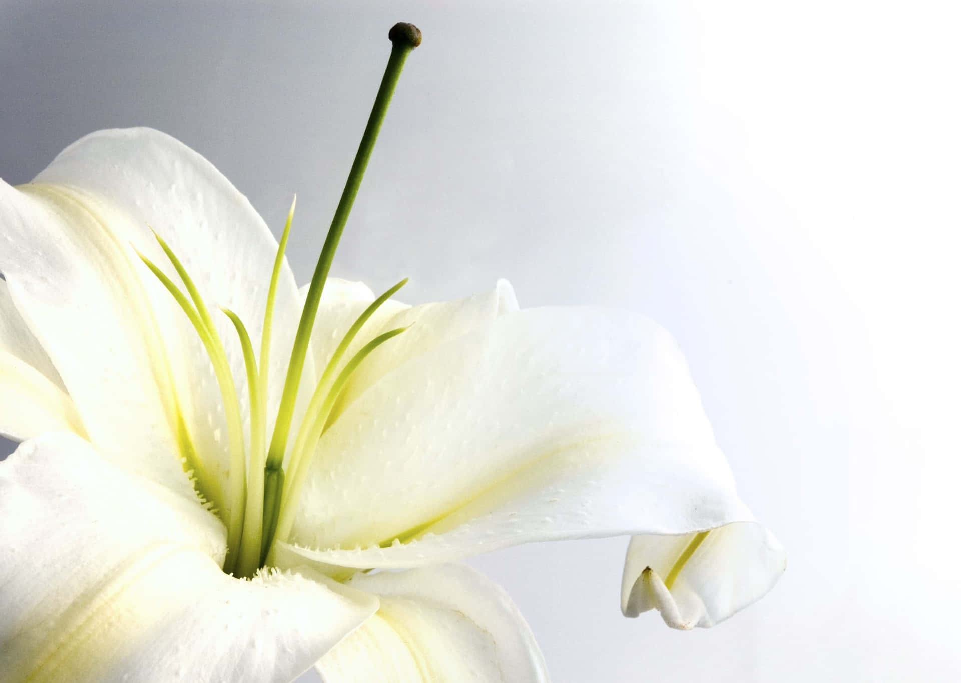 Einmoment Der Trauer Für Den Geliebten Menschen, Der Verstorben Ist.