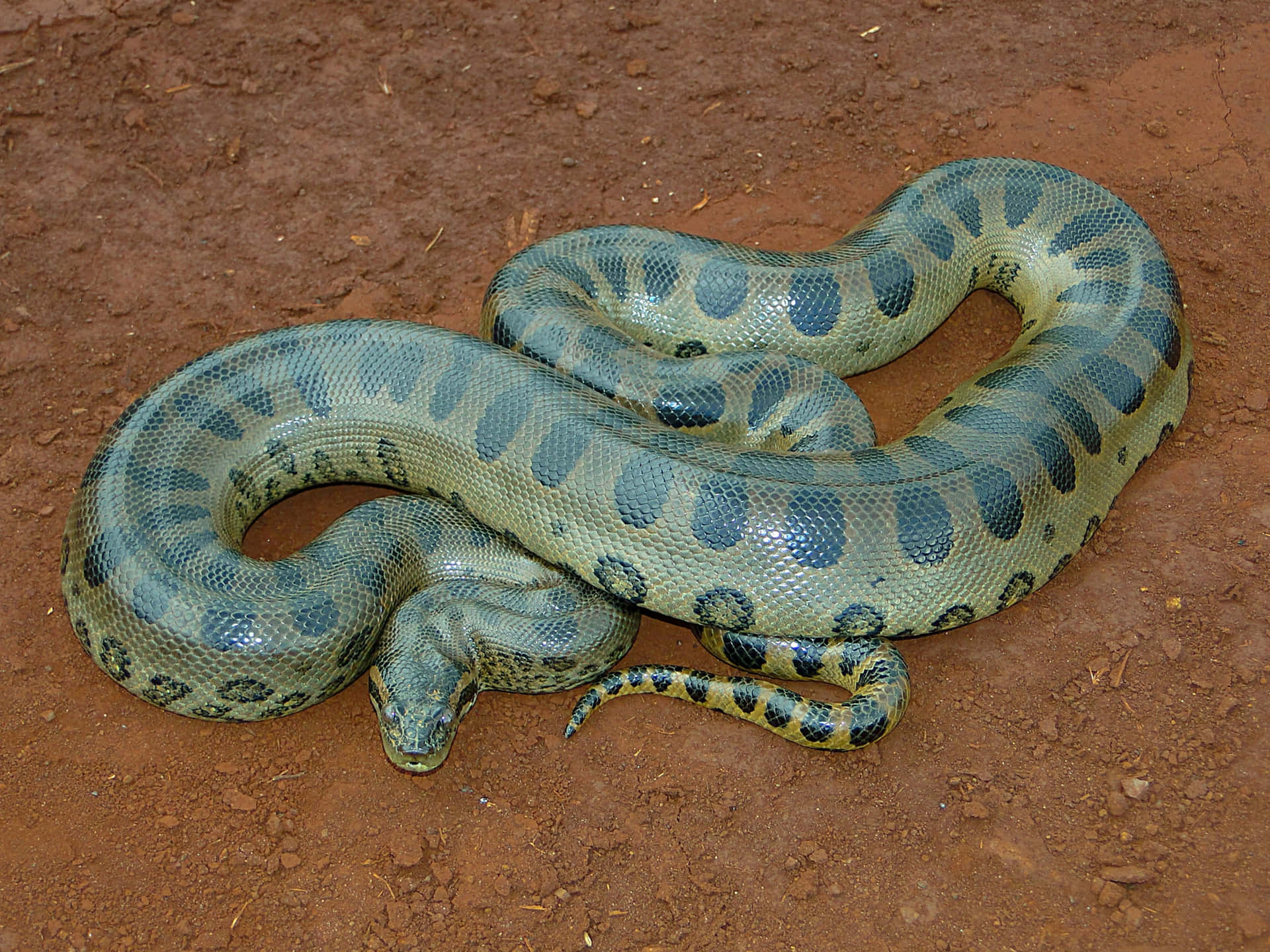 Groene Anaconda Die Rust Op De Grond.jpg Achtergrond