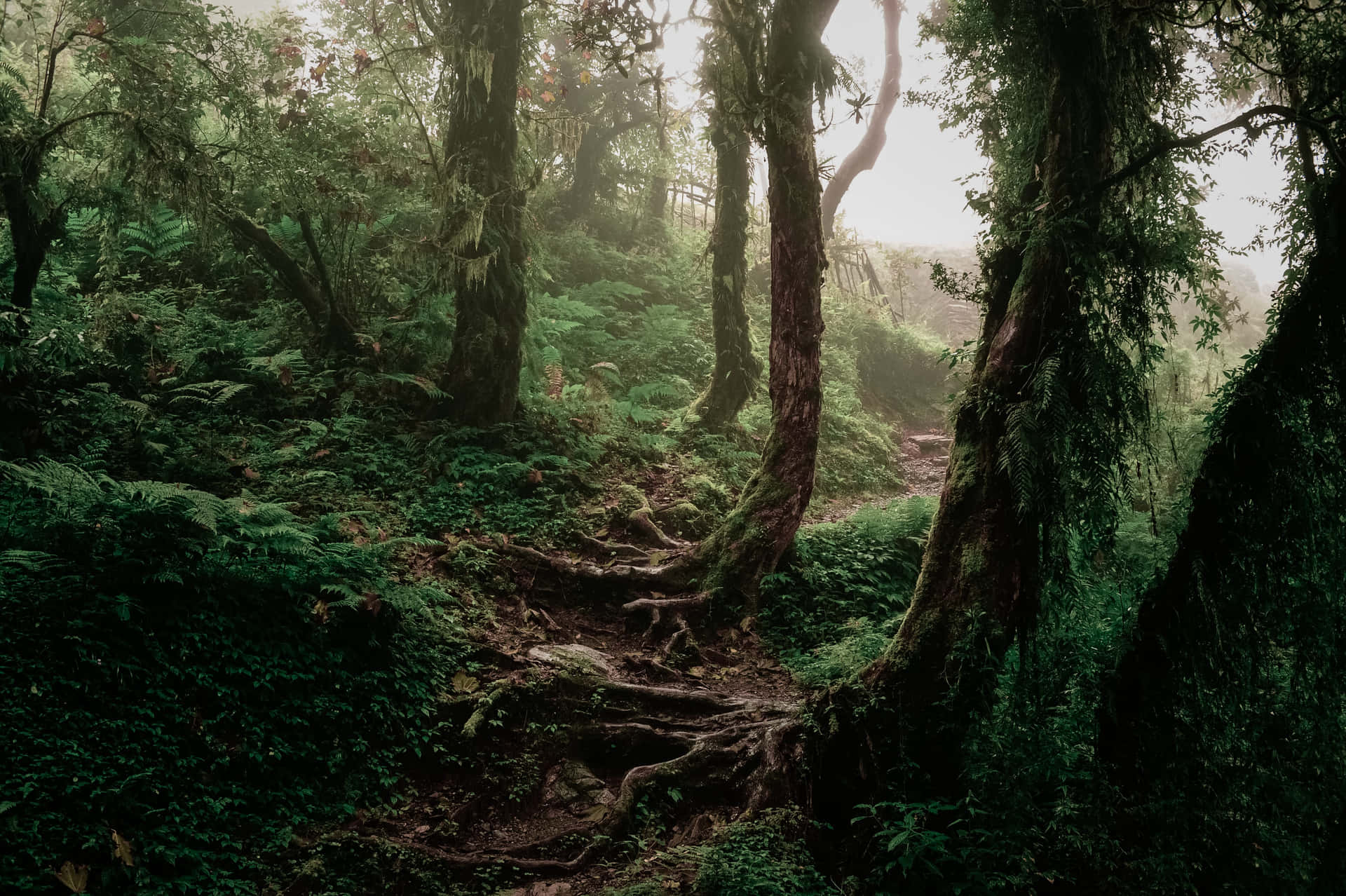 Junglemed Mosbund Træer Baggrund.