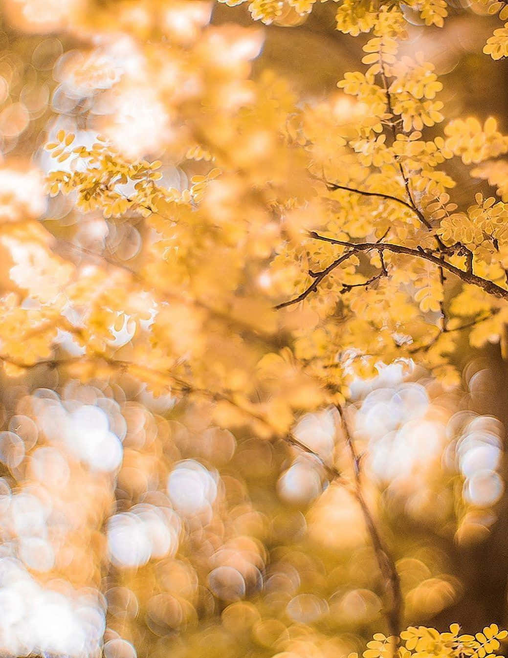 Glanzende Licht Gele Textuur Achtergrond